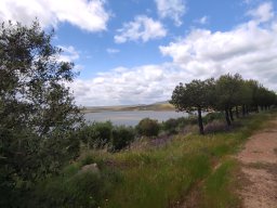 Flora del Cerro Masatrigo